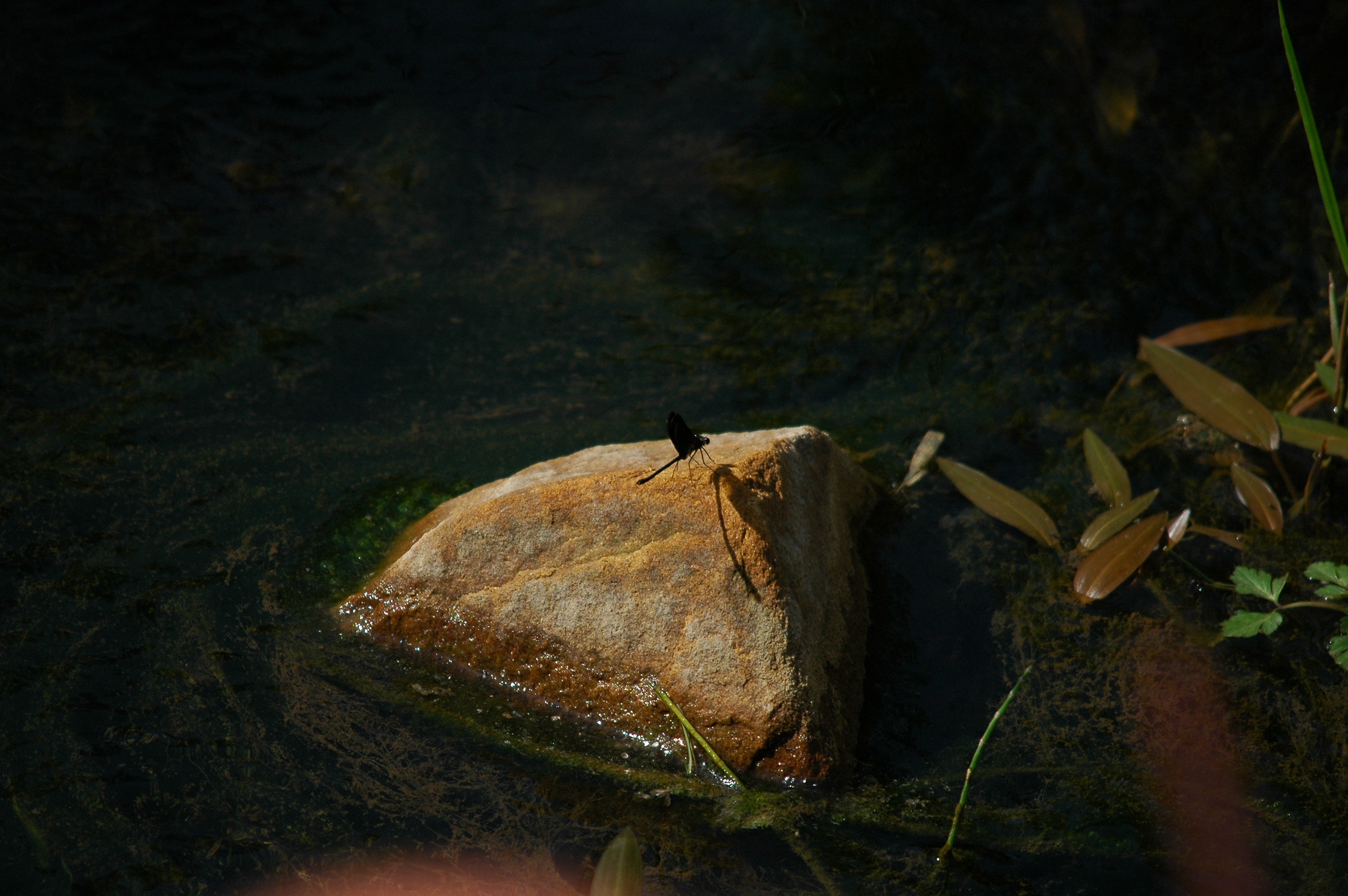 photos/wildlife/Invertebrate_Species/Dragonflies/Copper Demoiselle/dsc_0790.jpg